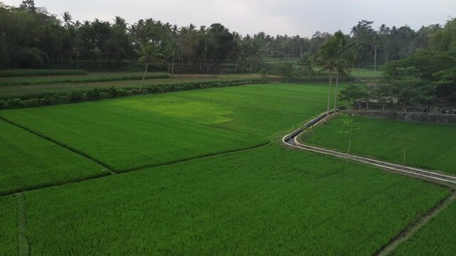 Aerial view of lush green rice fields surrounded by trees in Malang, East Java, Indonesia.