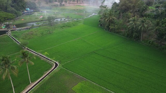 Aerial view of lush green rice fields surrounded by trees in Malang, East Java, Indonesia.