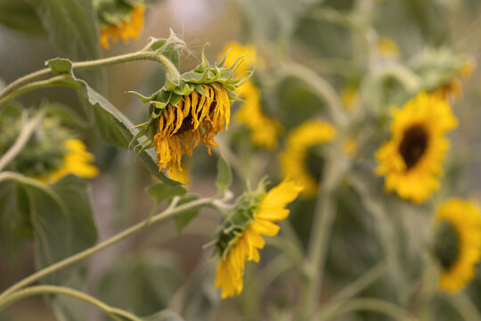 Sad wilted sunflower head drooping among blooming sunflowers in field concept of drought decay and end of summer season
