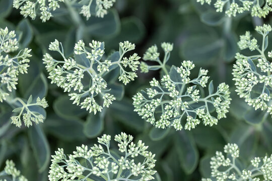 Unopened pale green flower buds of Sedum spectabile or stonecrop plant top view close up pattern concept in botany