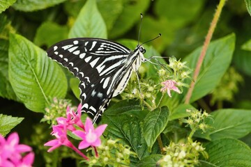 Side view of a delicate yellow swallowtail feeding. © manuel