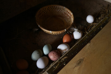 Fresh colorful chicken eggs in nesting box with wicker basket. Natural organic multicolored eggs on straw in coop, farm-to-table and rustic poultry farming concept. © Taborisova