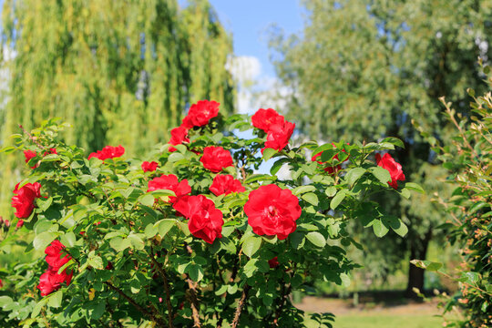 Bright red varietal rose blooms spread across a bush in a garden on a sunny day with green trees in the background