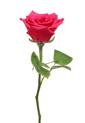 Obraz premium One beautiful pink rose isolated on white