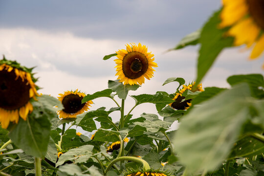 Sunflower field, Mexican giant sunflowers "Tithonia Diversifolia"