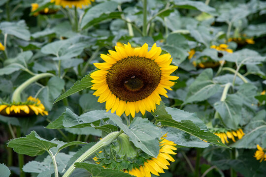 Sunflower field, Mexican giant sunflowers "Tithonia Diversifolia"