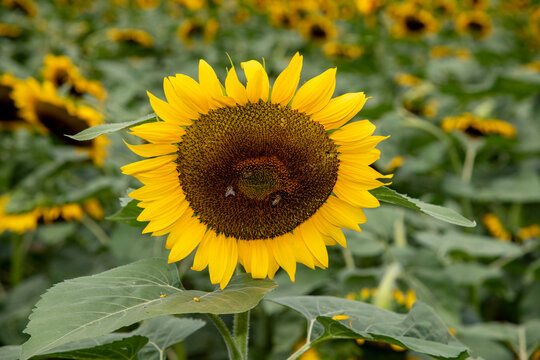 Sunflower field, Mexican giant sunflowers "Tithonia Diversifolia"