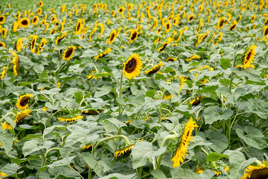 Sunflower field, Mexican giant sunflowers "Tithonia Diversifolia"