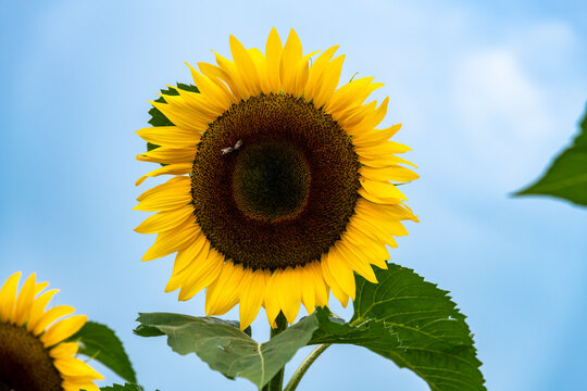 Sunflower field, Mexican giant sunflowers "Tithonia Diversifolia"