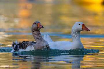 Pair of Greylag Geese Swimming on Lake in Beautiful Light Close up © Tatiana