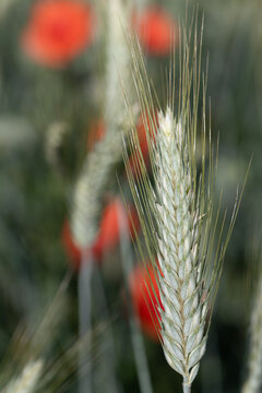 A close-up of a green ear of grain growing in a field. In the background are red poppy flowers.