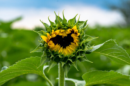 Sunflower field, Mexican giant sunflowers "Tithonia Diversifolia"