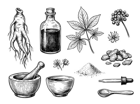 Vintage panax ginseng root set with apothecary bottle and mortar, black ink botanical sketch, isolated on white