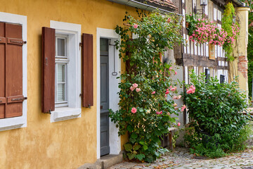 Fototapeta premium Cozy street in Germany with historic yellow house facade, grey wooden door, window with shutters, climbing pink rose bush and traditional half-timbered architecture with flowers in background.