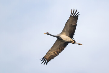 Obraz premium Demoiselle Crane Flying in the Sky in Wild Nature