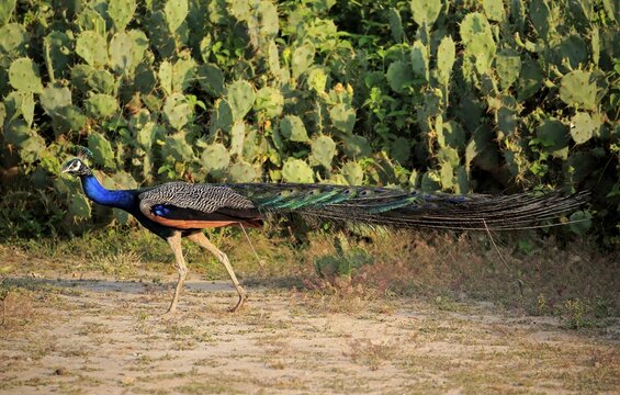 Indian peafowl (Pavo cristatus), adult male, Bundala National Park, Sri Lanka