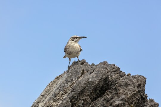 Gal&aacute;pagos mockingbird (Mimus parvulus, syn.: Nesomimus parvulus), Galapagos, Ecuador