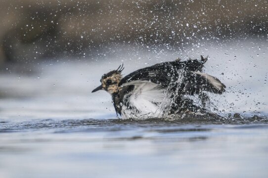 Lapwing, Vanellus Vanellus, Bath, Bathe, Birds, Charadriiformes, Limikolen, Plover, Potion, Birds, Wader, Watering Place, Waders