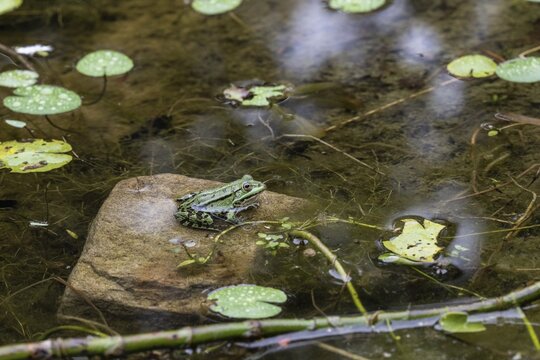 Pool frog (Rana esculenta), Emsland, Lower Saxony, Germany