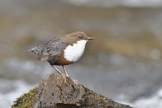 A white-throated dipper (Cinclus cinclus) stands on a rock in the middle of a stream, holding its prey, it is the only native songbird capable of diving, wildlife, native nature, Wilnsdorf, North Rhine-Westphalia, Germany