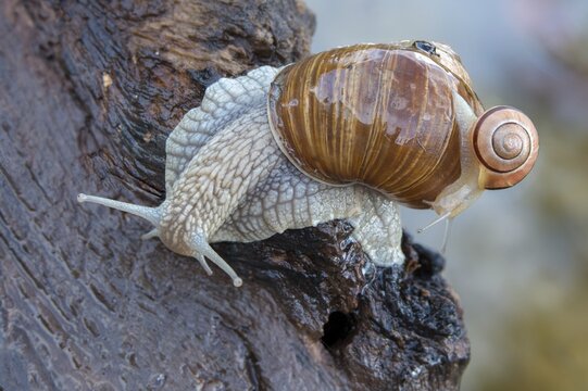 Burgundy snail, banded snails, cepaea, cepaea nemoralis, grove snail, hornworm snail, helicidae, helix pomatia, roman snail, snails, black-mouthed snail, vineyard snail, gastropod, mollusca, snails, snails, molluscs