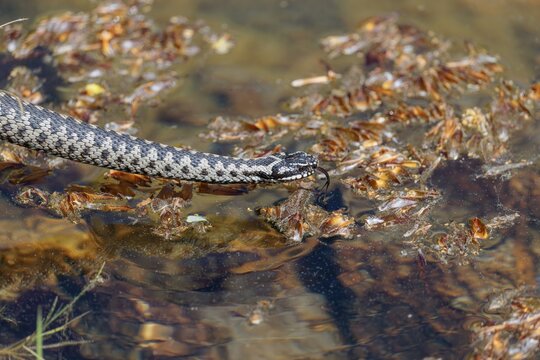 A common European adder (Vipera berus) creeps across a root stock and starts to swim in the water of a small pond. Tongue out. Bavaria, Germany