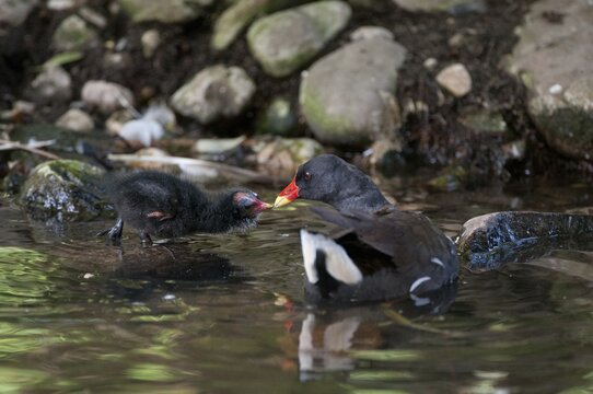Gallinula chloropus, bog grouse, pond rail, birds, gruiformes, adolescent, juvenile, crane birds, rails, railings, rallidae, swamp chicken, birds, waterbirds, waterbirds, waterbirds, waterbirds, waterbirds, waterbirds, waterhen