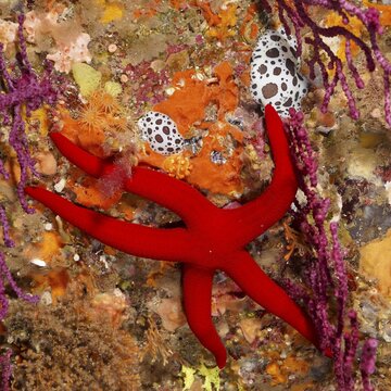 Orange starfish (Hacelia attenuata) among colourful corals and spotted sea snails, dive site Giens Peninsula, Mediterranean Sea, Porquerolles, Provence, C&ocirc;te d'Azur, France