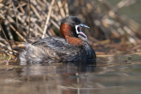 Littele Grebe, Tachybaptus Ruficollis, Little Grebe, Birds, Dabchick, Grebe, Grebe, Podicipedidae, Divers, Birds, Waterbirds