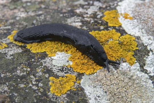 Arion Rufus, Arionidae, big red snail, red slug, red snail, snails, gastropods, mollusca, snails, snails, molluscs