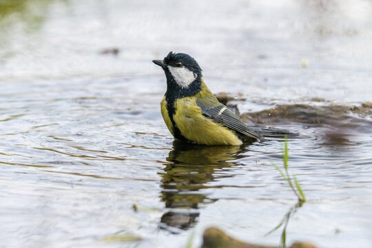 Great tit, great tit, parus major, bath, bird bath, birds, tit, passeri, songbirds, songbirds, tits, potions, birdbath, birds, watering place