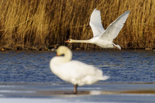 Mute swan (Cygnus olor), wildlife, Germany. A swan flying over the water, whilst another is out of focus in the foreground