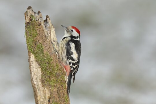 Middle Spotted Woodpecker (Dendrocopos medius), sitting on a tree stump, North Rhine-Westphalia, Germany
