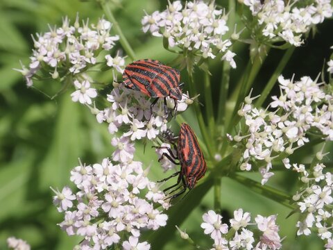 Two beetles, stripe bug (Graphosoma italicum), on pale pink flowers in a detailed view of the flora and fauna, Goms, Canton Valais, Switzerland