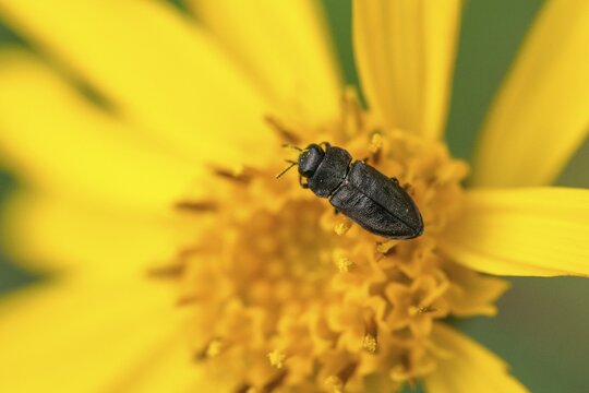 Anthaxia quadripunctata, buprestidae, pine beetle, metallic wood-boring beetle, magnificent beetle, four-spotted pine beetle, beetle, coleoptera, insects, beetles