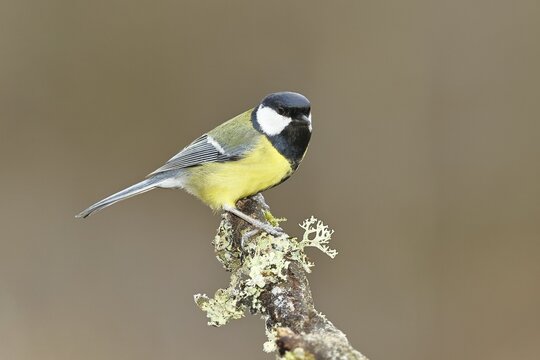 Great Tit (Parus major), sitting on a branch overgrown with moss and lichen, Wildlife, Animals, Birds, Tits, Wilnsdorf, North Rhine-Westphalia, Germany