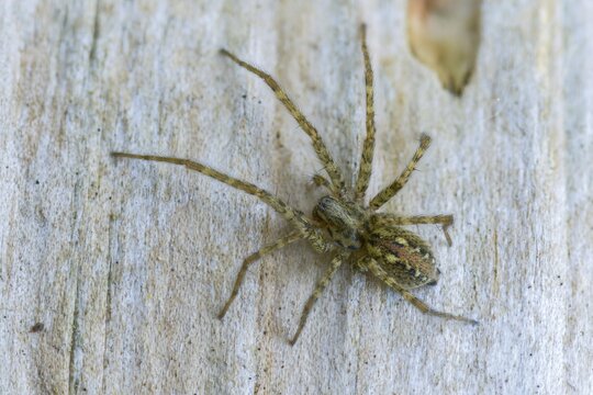 Arachnida, charcoal spider, rusty red angle spider, arachnids, tegenaria ferruginea, angle spider, spiders