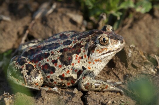 Common spadefoot, garlic toad, pelobates fuscus, field, amphibians, amphibians, agriculture, amphibians, toads