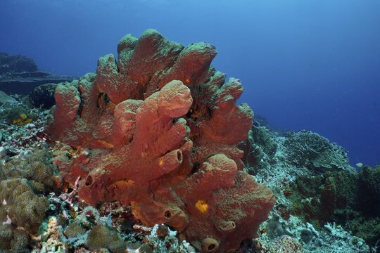 Brown tube sponge (Porifera) in a colourful underwater landscape, dive site SD, Nusa Ceningan, Nusa Penida, Bali, Indonesia