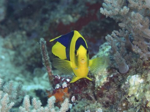 A striking fish with bright colours, Bicolor angelfish (Centropyge bicolor), in front of corals, dive site Close Encounters, Permuteran, Bali, Indonesia