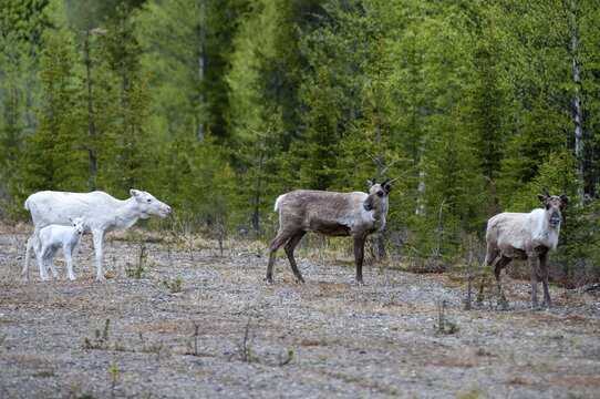 Artiodactyla, even-toed ungulate, Finland, cloven-hoofed, rangifer tarandus, reindeer, reindeer, adolescent, juvenile, leucism, mammals, mammals
