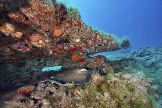 Round stingray (Taeniura grabata) beneath a rocky ledge on the colourful reef, in the deep blue of the sea, Pasito Blanco Reef dive site, Arguinegu&iacute;n, Gran Canaria, Spain, Atlantic Ocean