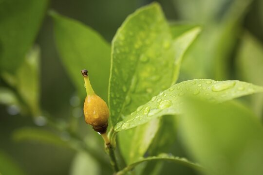 Fruit nodule of a lemon plant, initial stage of a ripening lemon, Stuttgart, Baden-W&uuml;rttemberg, Germany