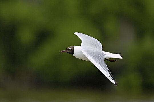 Black-headed Black-headed Gull (Chroicocephalus ridibundus, syn.: Larus ridibundus), in flight, Saintes-Marie-de-la-Mer, Camargue, southern France, France