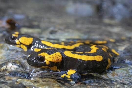 Fire salamanders, fire salamanders, salamandra salamandra, amphibians, amphibians, caudata, amphibians, tail amphibians