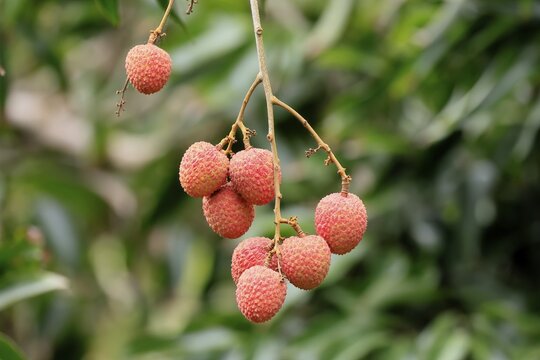 Lychee tree (Litchi chinensis), lychee tree, fruit, ripe, on the tree, Monzi, KwaZulu-Natal, South Africa