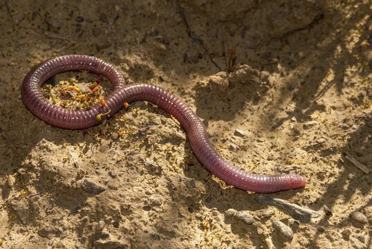 Blanus cinereus, Moorish web digs, Mediterranean worm lizard, web burrow, ringworm, lizards, Extremadura, reptiles, lizards, reptilia, reptiles, Spain