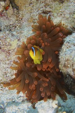 A striking clownfish stands out against a fluorescent bubble anemone (Entacmaea quadricolor) on the seabed, dive site: Hausriff, Mangrove Bay, El Quesir, Red Sea, Egypt