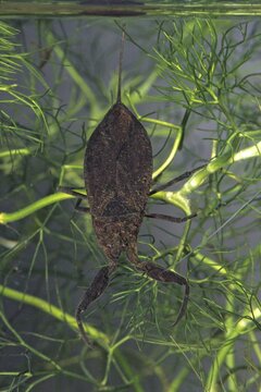 Nepa cinerea, water scorpion, aquatic, high size, portrait format, insects, bugs, water bugs
