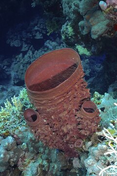 Spiny tube sponge (Callyspongia crassa), dive site Sataya Reef, Red Sea, Egypt